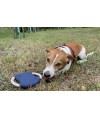 Frisbee dla psa RINGO