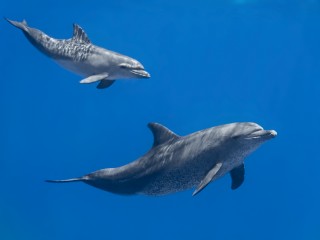 Fototapeta Delfiny w Oceania 1m2
